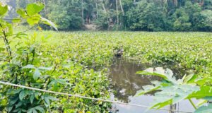 রাতে প্রেমিকের সঙ্গে দেখা করতে এসে ধা'ওয়া খেয়ে পুকুরে, অতঃপর...