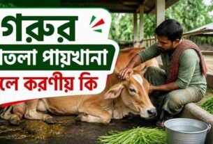 গরুর পাতলা পায়খানা হলে করণীয় কি